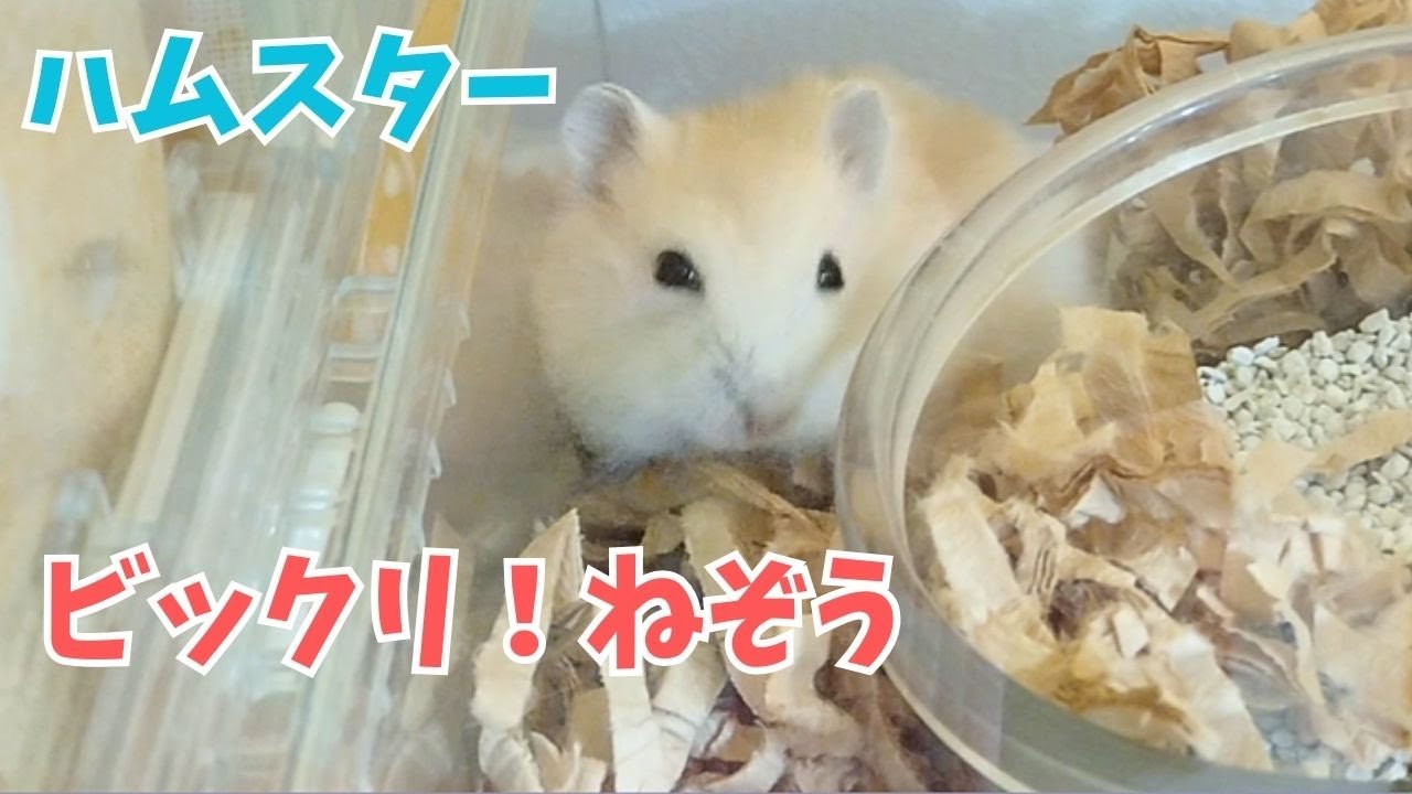 【ハムスター】飼い主を驚かせたぼくの寝相