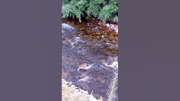 من لطائف القران الكريم 361 جمع الكثرة (فتيان) وجمع القلة (فتية)