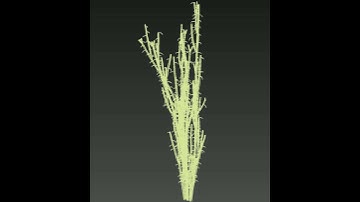 Slipper Plant (Pedilanthus macrocarpus) 3D model from CGTrader.com