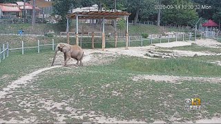 You Can Watch Maryland Zoo Elephants On New Live Webcam