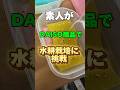 DAISO商品で水耕栽培に挑戦！#shorts #ダイソー#水耕栽培　#家庭菜園　#家庭菜園初心者