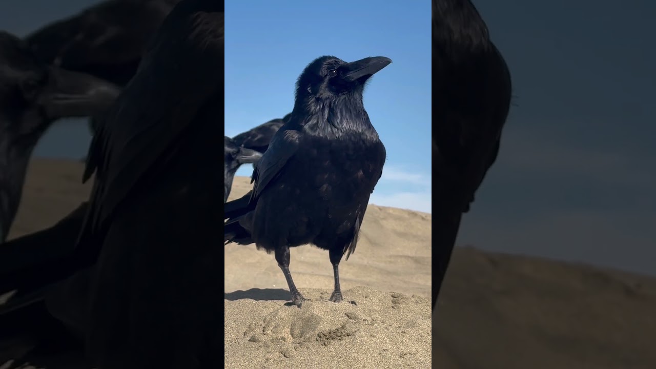 Ravens Ocean Beach Dunes San Francisco #birds