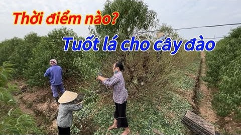 Nông Nghiệp - Tuốt lá cây đào vào thời điểm nào? - Vườn Nhà Bon (p125)#daotet #vuonnhabon