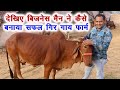 देखिए बिजनेसमैन का सफल देसी गिर गाय फार्म Tips for successful dairy farming || Desi Indigenous Cow |