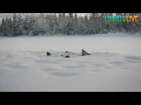 Video: Kuinka Löytää Harakka-stalker Stalker-pelistä. Call Of Pripyat