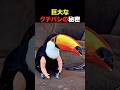 巨大なクチバシの秘密
