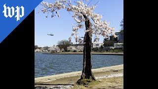 ‘Stumpy's’ final bloom draws celebration and reflection
