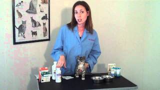 What you Need to Know About Internal Parasites in Kittens