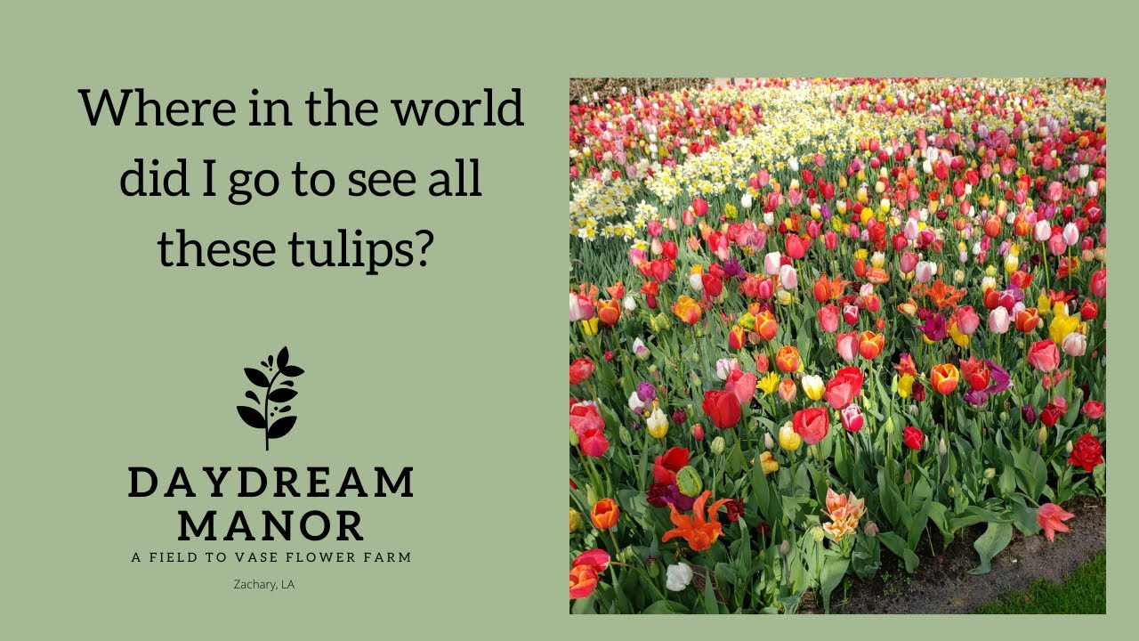 Growing millions of Tulips Louisiana Flower Farm YouTube