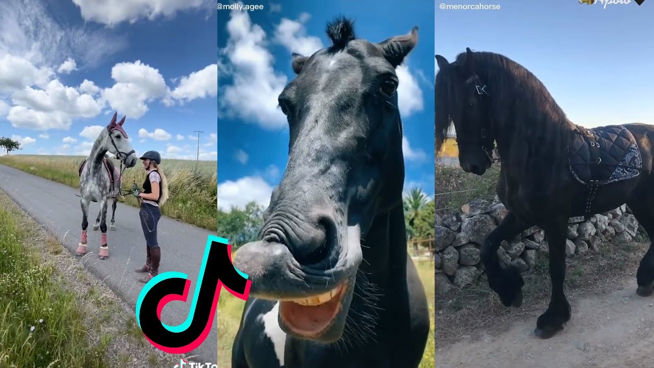 The Cutest HORSES TikTok Compilation 2022 74 YouTube