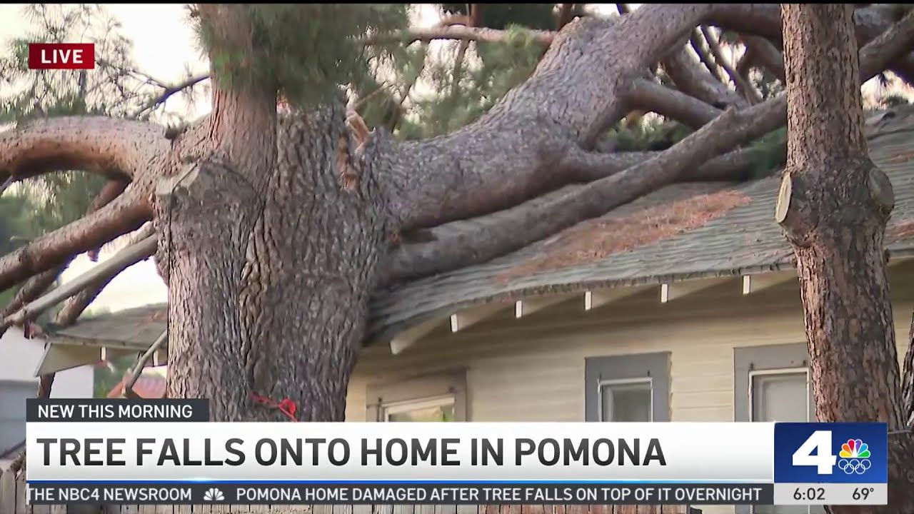 Large tree falls onto home in Pomona - YouTube