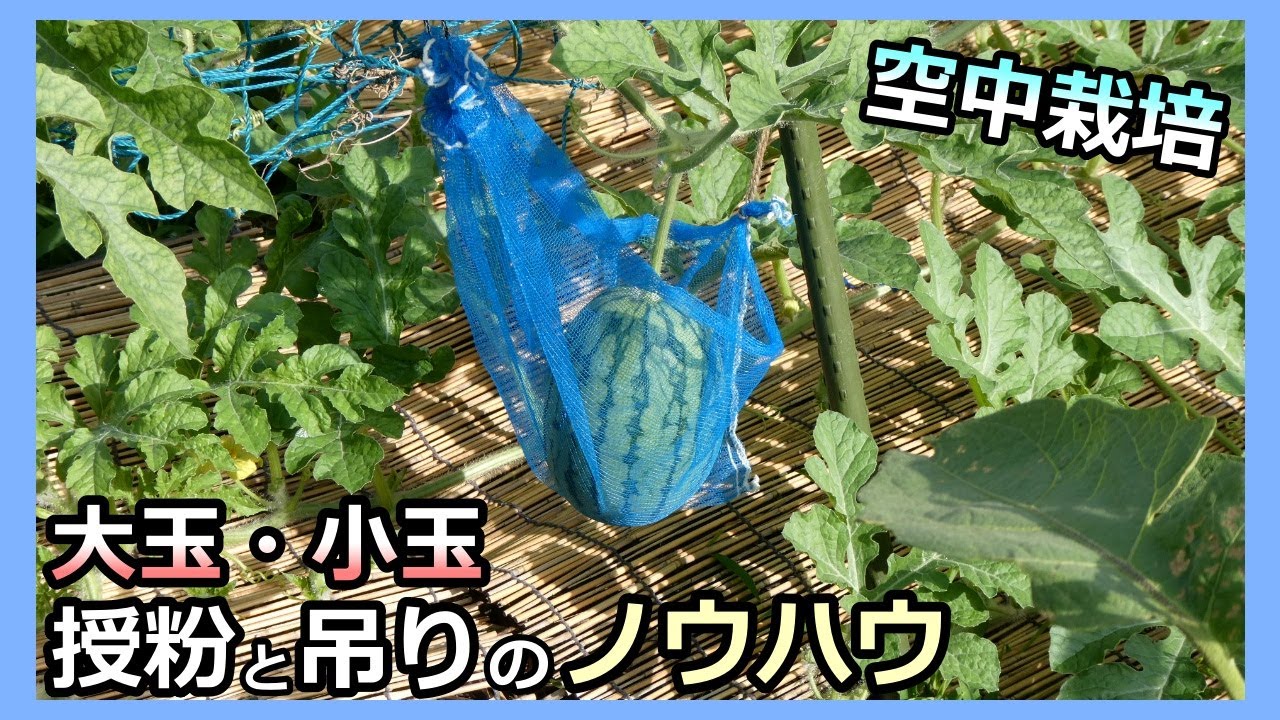 早い者勝ち 限定品 立体栽培スイカ すいかっちゃん L 2玉セット 早い者