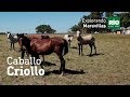 Capitulo 3 - Caballo criollo - Explorando Maravillas 2da Temporada.