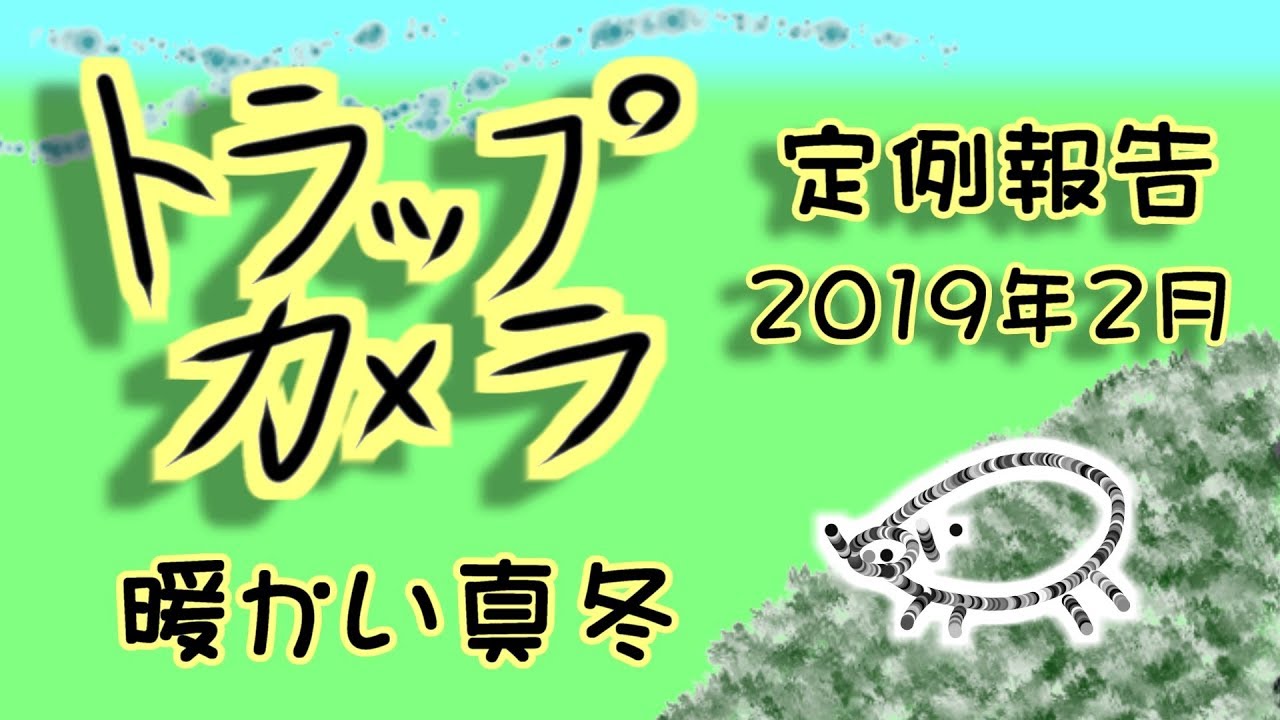 ねこあつめ 定例トラップカメラ報告 2019年2月 真冬