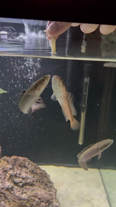 Ikan gabus Channa pulchra tangan Memberi makan