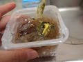 ところてんの食べ方　中毒になるおいしさ(゜ー゜）！！Japanese Jelly Tokoroten