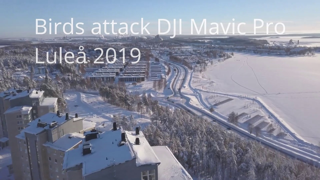 Angry birds attack drone in northern Sweden