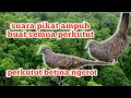 Suara pikat perkutut keramat