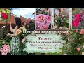 Прогулка в «розовом саду».Часть 2.🌹🌹🌹Розы для юга/ Плетистая/ Самые яркие/ Пересорты.