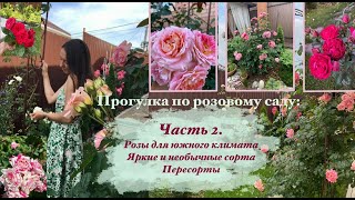 Прогулка в «розовом саду».Часть 2.🌹🌹🌹Розы для юга/ Плетистая/ Самые яркие/ Пересорты.