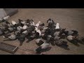 Кировоградские голуби у Александра Спирина