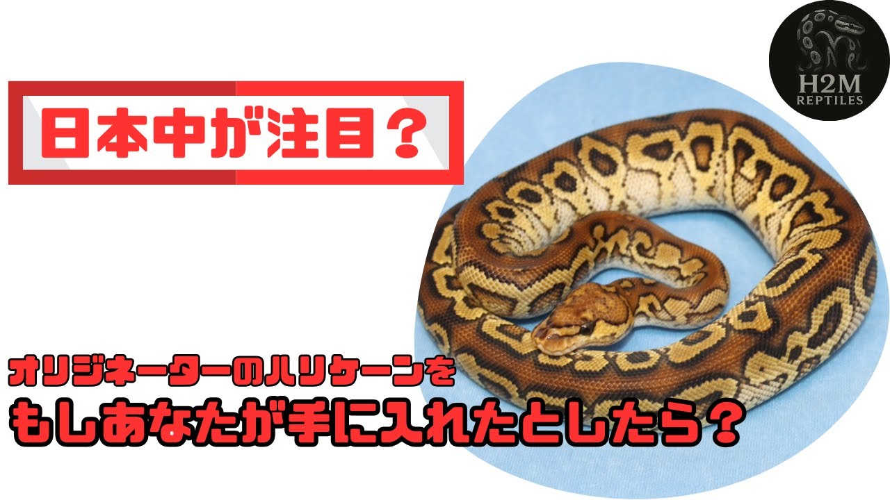 ハリケーンのオリジネーター直伝、ハリケーンと日本初モルフについて | H2M Reptiles