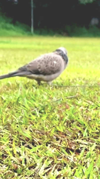 Suara tekukur pikat tanah nguku