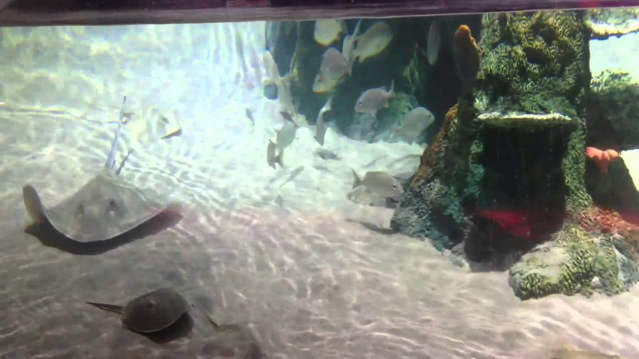 SEA LIFE Aquarium Charlotte Concord Mills YouTube