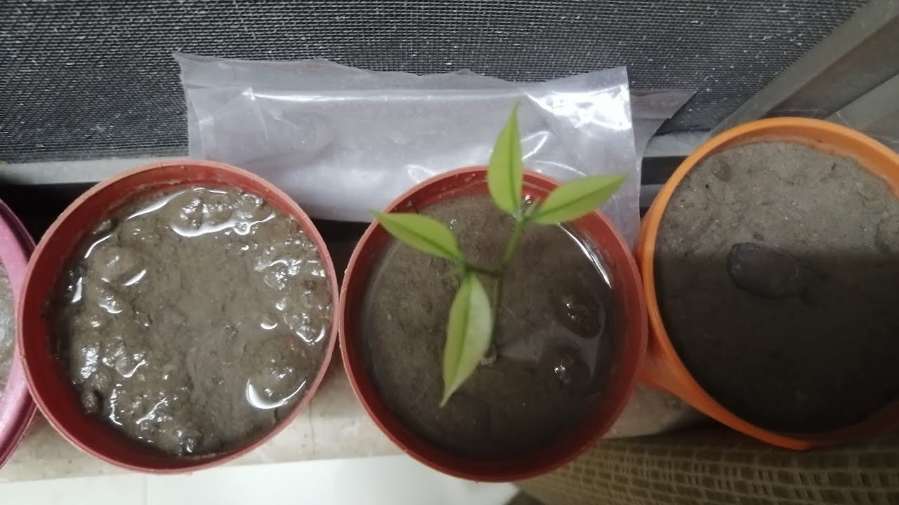 How To Grow Lychee From Seeds लीची को उगाएं बीज से 
