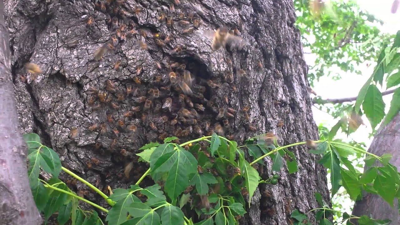 Bee tree - YouTube