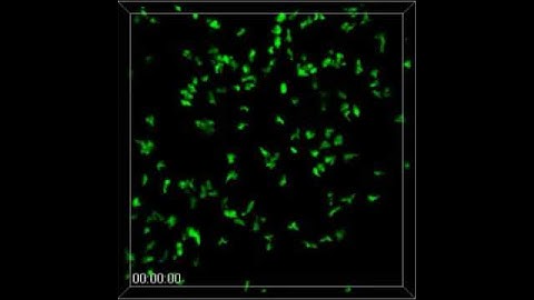 T cell Migration DTH model