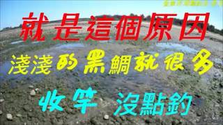 2026.03.12【說出來就不是秘密了  這招要知道  看到就要記起來】淺灘前打/淺打/黑鯛/目印/八卦輪/礁石/沙底/沙溝/鵝卵石/直感漂釣法－老洋 Fishing