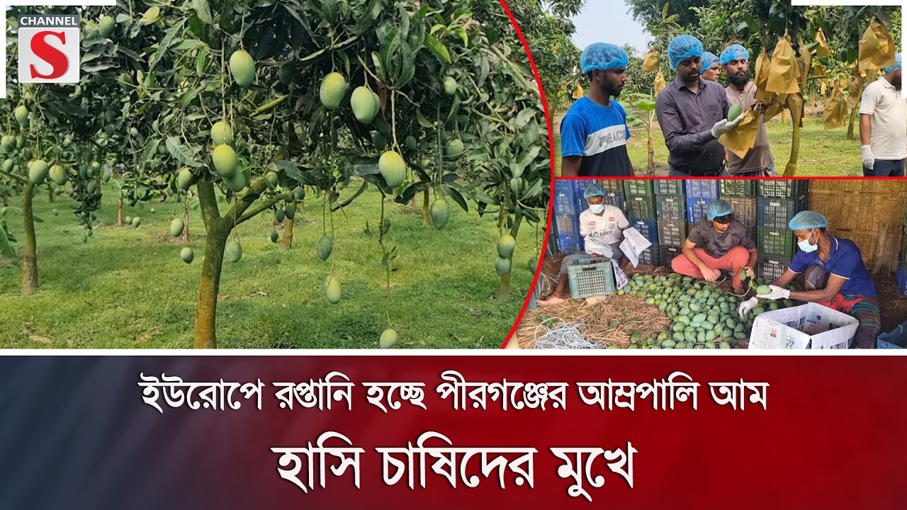 ইউরোপে রপ্তানি হচ্ছে পীরগঞ্জের আম্রপালি আম; হাসি চাষিদের মুখে | Mango Export | Channel S News