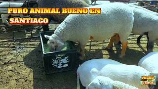 BUENOS ANIMALES-PLAZA GANADERA EN SANTIAGO TIANGUISTENCO.