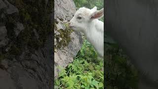 Goat Kid Fails 101  Watch This Clumsy Baby Fall Into the Pen! 😂🐐 #FarmLife #cutefarmanimal #cute