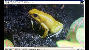black and white effect + selecting methods in paint.net