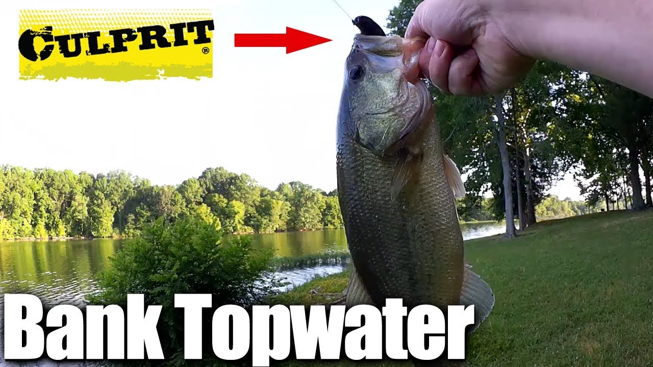 Topwater Bass Fishing FROM THE BANK – Fishing With Frogs & Toads