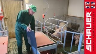 Details Catching Piglets The Easy Way with BEFREE 4.0 Update
