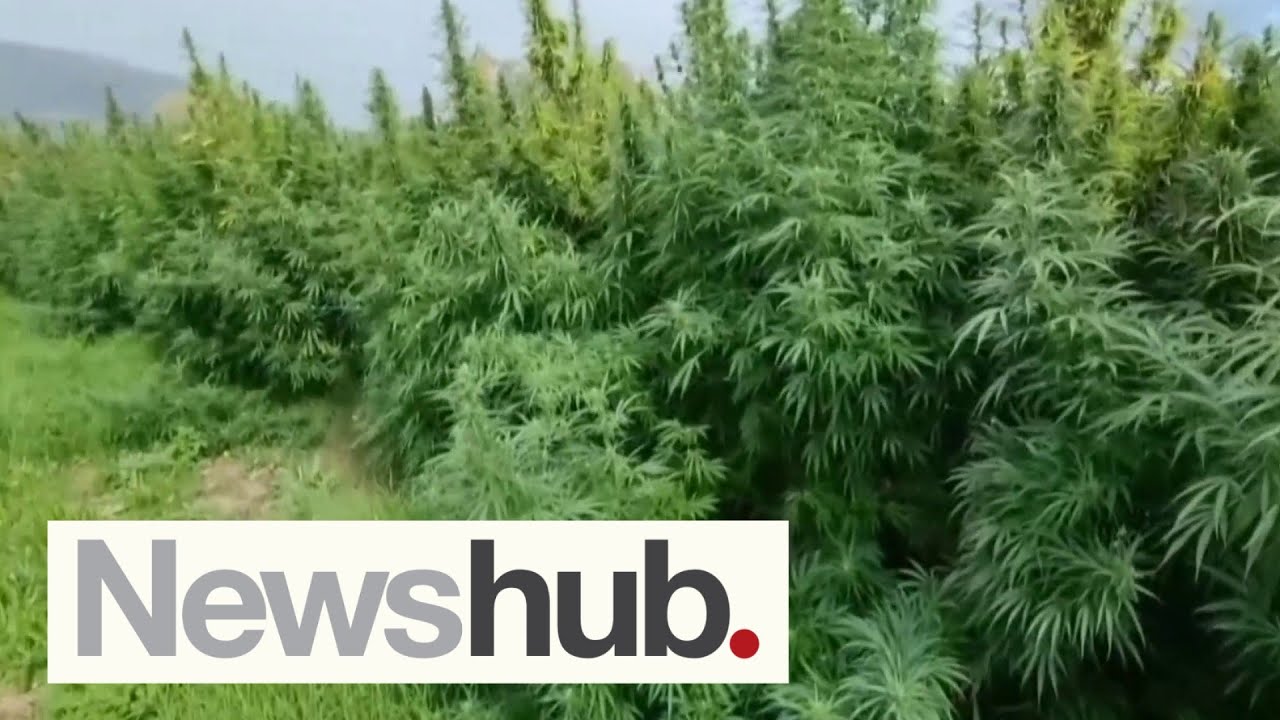 Advocates disappointed cannabis still dominates possession charges years after law change | Newshub