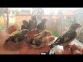 إنتاج طائر الحسون في السلاكة البطن الأول 2021 😍