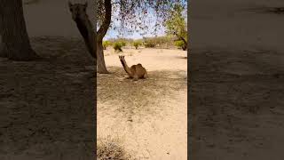 camel #camelculture #camel #camel_racing