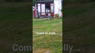 Dolly's Happy Trot: An Adorable Encounter in the Garden! #deerhound #wolfhound #dog #borderterrier