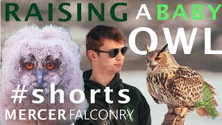 #Shorts THE FIRST YEAR WITH MY OWL | One week old owl | How to raise an owl