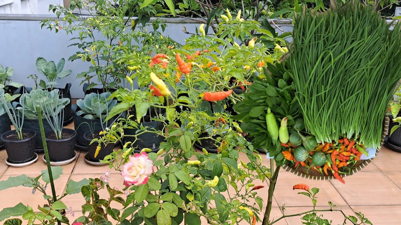 Tanam sekali panen berkali-kali, semai kacang panjang, panen apa yang ada di kebun