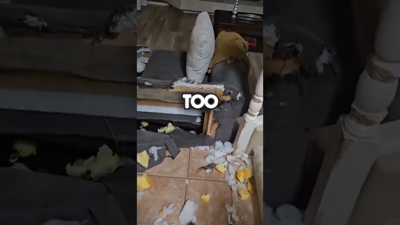 Guard Dogs DESTROYS The House (@gabrielchecco)