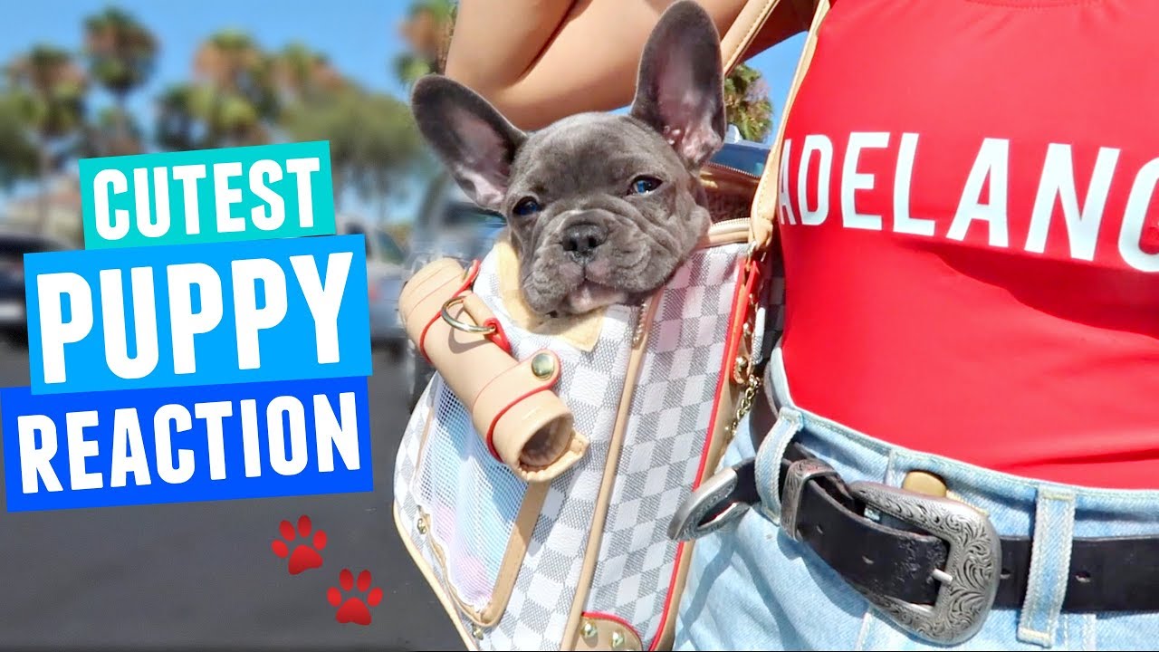 What To Watch Out For When Buying A Dog What To Watch Out For When Buying A Dog