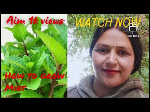How to grow Mint plant🤔🤫#viral #trending #viralvideo #youtube #subscribe #plants #garden #gardening