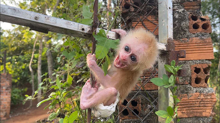 Poor baby monkey cried looking for Mom and got lost
