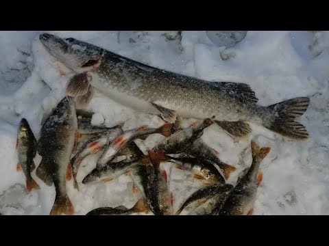 ЛОВИМ ОКУНЯ и