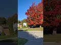 Update on the gorgeous red maple tree 🍁
